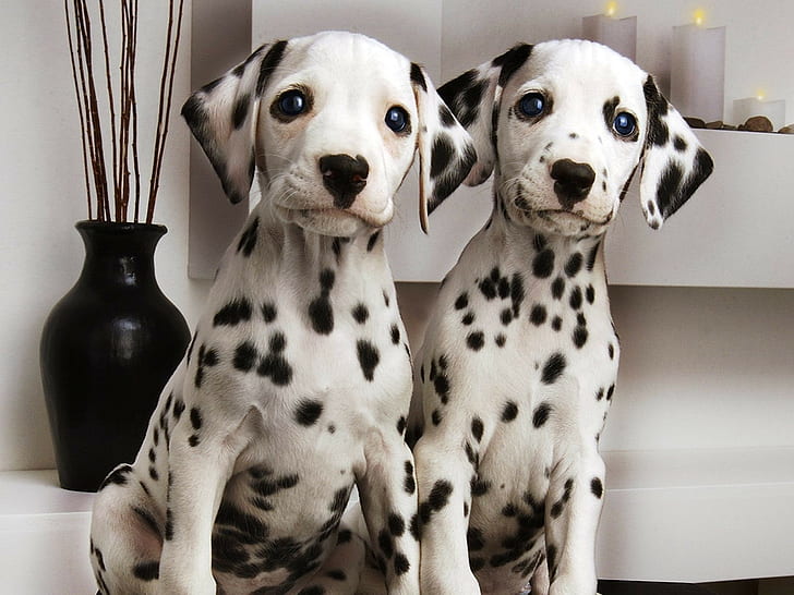 Dalmatians, pasangan, Anak Anjing, Brindle, Wallpaper HD